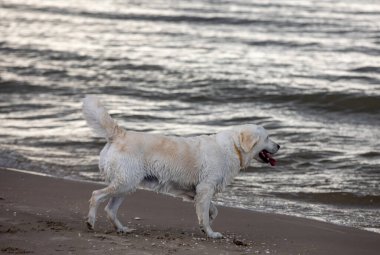 Golden Retriever sahilde suda oynuyor.
