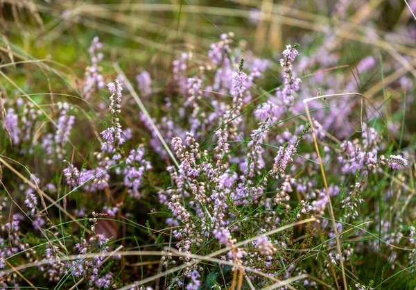 View Heathers Blooming Pastel Color — Stock Photo, Image