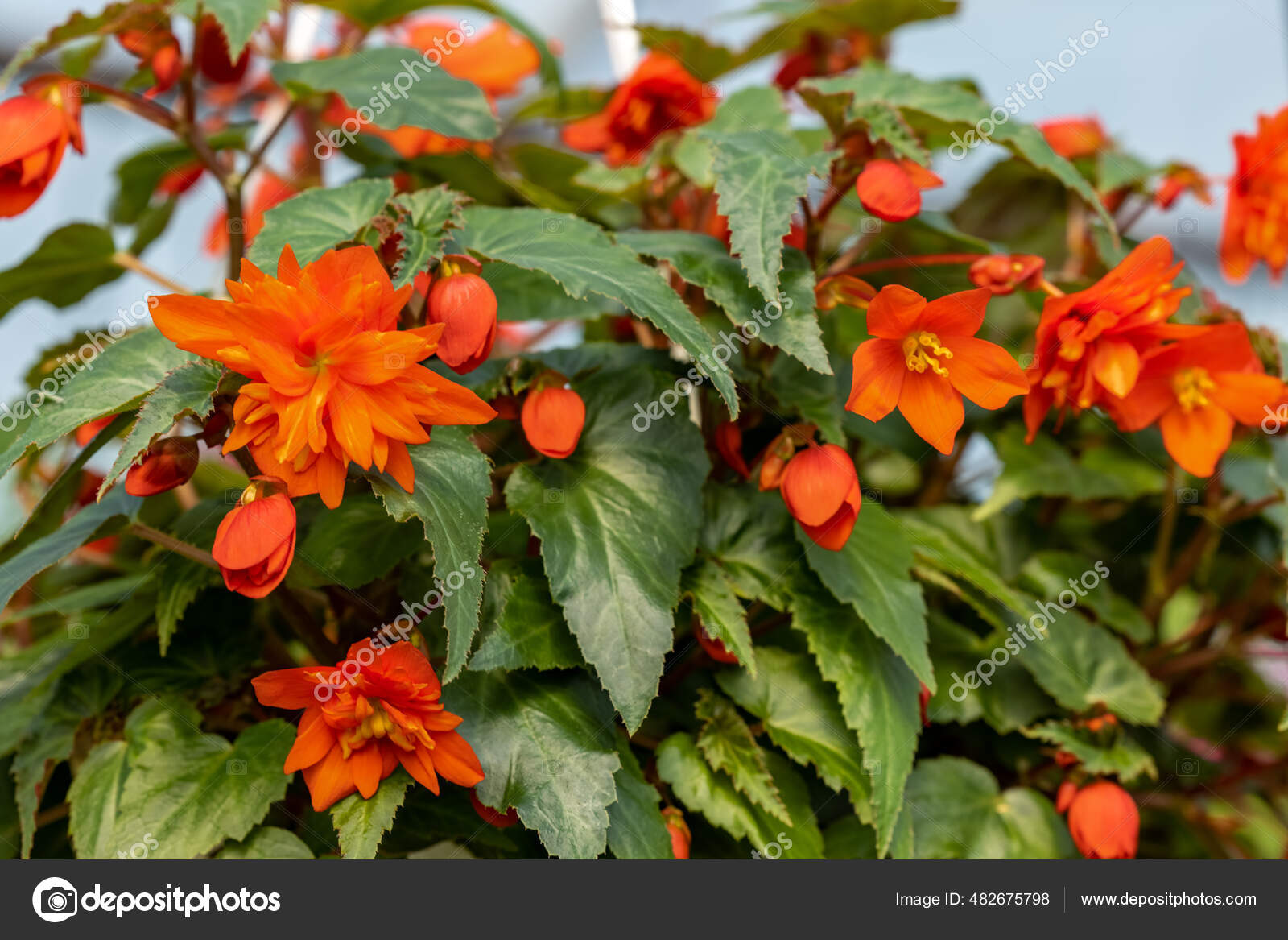 anaranjadas de stock, imágenes de Begonias anaranjadas sin royalties |