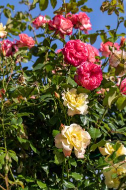 Bahçedeki dalda kırmızı ve sarı güller 