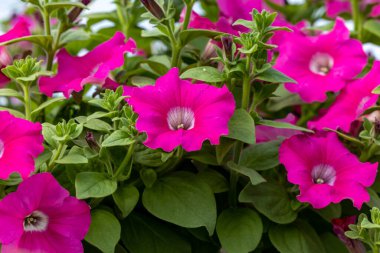 Krakow, Polonya - 10 Temmuz 2021: Nigel Kennedy Krakow 'da düzenlenen 26.