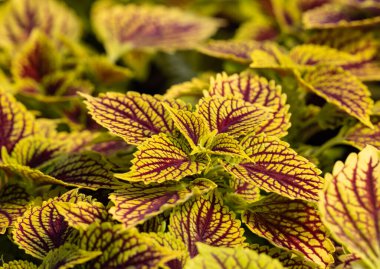 Kola çiçekli kırmızı ve yeşil yapraklı halı. Dekoratif yaprak bahçesi bitkileriyle doğa sahnesi. 