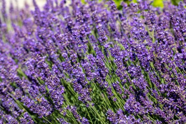  Fransa, Sault yakınlarındaki Provence 'de açan lavanta çiçekleri.