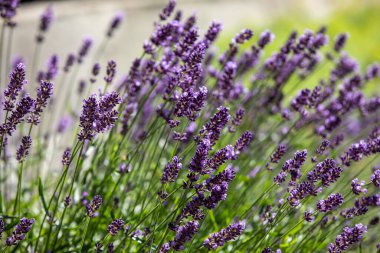  Fransa, Sault yakınlarındaki Provence 'de açan lavanta çiçekleri.