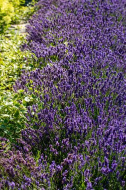  Fransa, Sault yakınlarındaki Provence 'de açan lavanta çiçekleri.