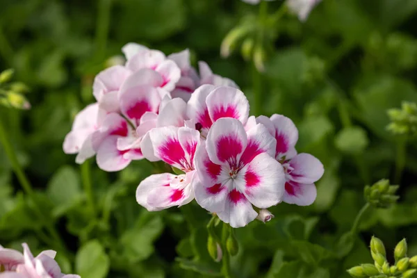 Pelargonium Flores Comumente Conhecidas Como Gerânios Pelargoniums Cegonhas Folhas Verdes — Fotografia de Stock