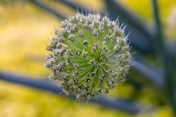 Beautiful White Allium Circular Globe Shaped Flowers — Stock Photo, Image