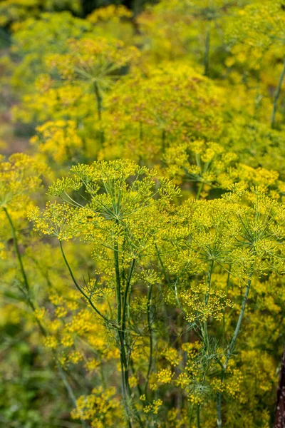 Dill Blooming Yellow Flowers Summer Herb Garden — Stock Photo, Image