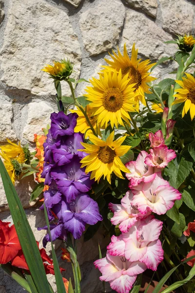 Blooming Sunflowers Colorful Gladioli Background Limestone Wall — Stock Photo, Image