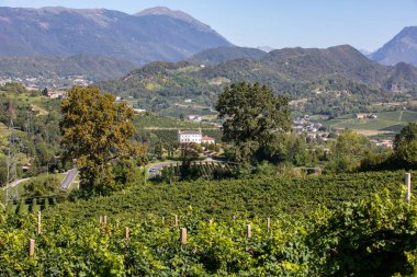 Valdobbiadene ve Conegliano arasında Prosecco şaraplı üzüm bağları bulunan Picturesque tepeleri; İtalya.