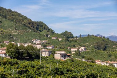 Guietta ve Guia 'daki Prosecco şaraplı üzüm bağlarıyla dolu resimli tepeler. İtalya.