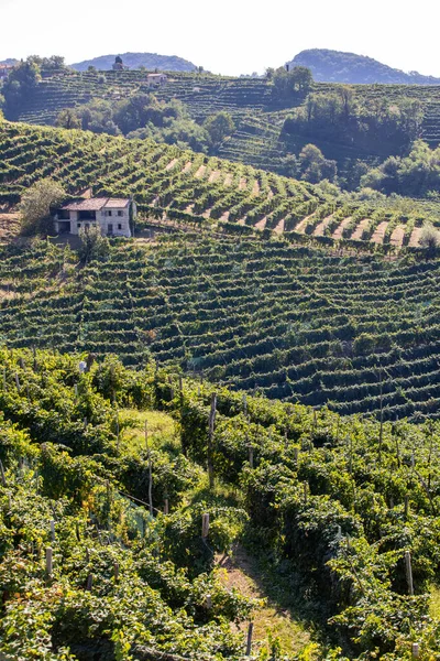 ValdobbiadeneとConegliano イタリアの間のプロセッコスパークリングワイン地域のブドウ畑と美しい丘 — ストック写真