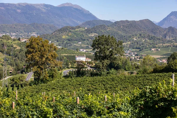 Colline Pittoresche Con Vigneti Della Regione Spumante Del Prosecco Tra — Foto Stock