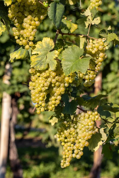 Prosecco Witte Druiven Een Wijngaard Befor Oogsten Valdobbiadene Heuvels Veneto — Stockfoto