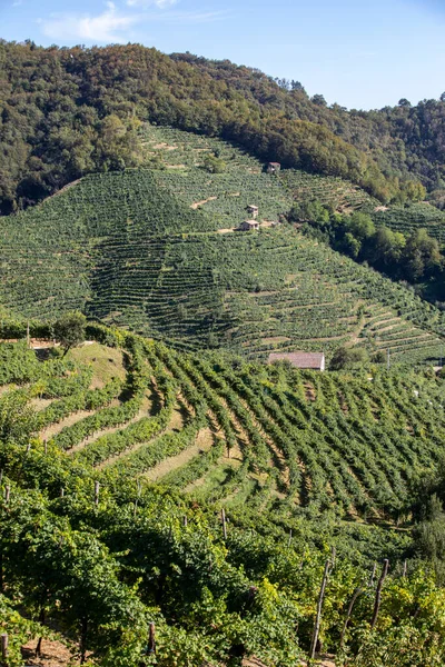 在圣斯蒂凡诺的普罗塞科的葡萄园中 风景如画的山丘闪烁着葡萄酒的光芒 意大利 — 图库照片