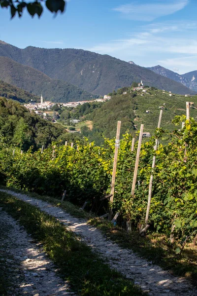 Pittoreske Heuvels Met Wijngaarden Van Prosecco Mousserende Wijnstreek Guietta Guia — Stockfoto