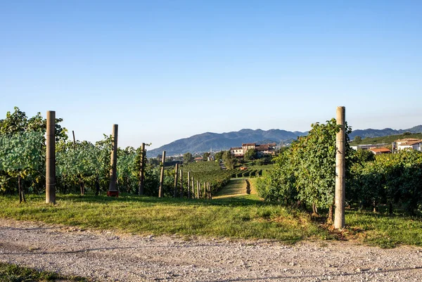 Pintorescas Colinas Con Viñedos Región Vinícola Espumosa Prosecco Valdobbiadene Italia — Foto de Stock