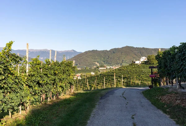 Malebné Kopce Vinicemi Oblasti Šumivého Vína Prosecco Valdobbiadene Itálie — Stock fotografie