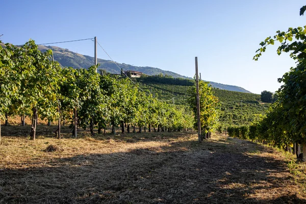 イタリアのバルドビアーデンにあるプロセコのスパークリングワイン地域のブドウ畑がある絵のような丘 — ストック写真
