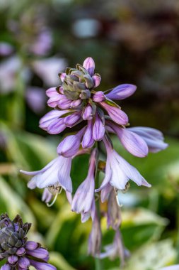 Hosta Lanceolata yazın bahçede çiçek açar. 