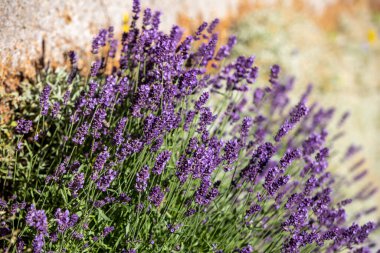  Fransa, Sault yakınlarındaki Provence 'de açan lavanta çiçekleri.