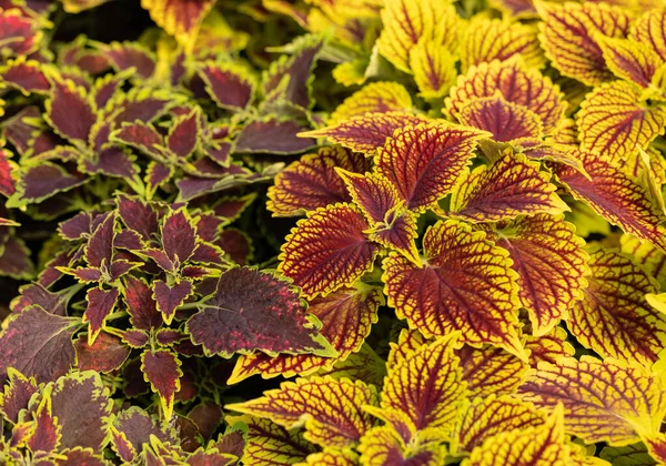 Bloemen Tapijt Van Rode Groene Bladeren Van Coleus Natuur Scene — Stockfoto