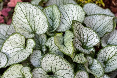 Heartleaf brunnera, Sibirya böceği parlatıcısı (Brunnera makrophylla 'Jack Frost') bahçede