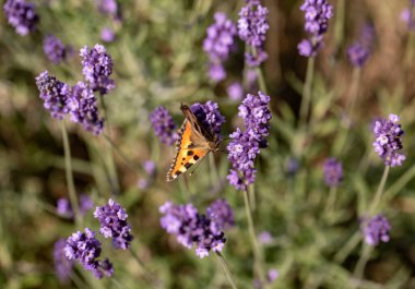 Çiçek açan lavanta çiçeklerinde renkli Kelebek 