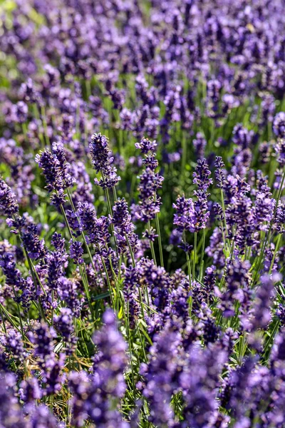 Flores Lavanda Florescendo Provence Perto Sault França — Fotografia de Stock