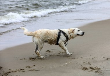 Golden Retriever sahilde suda oynuyor.