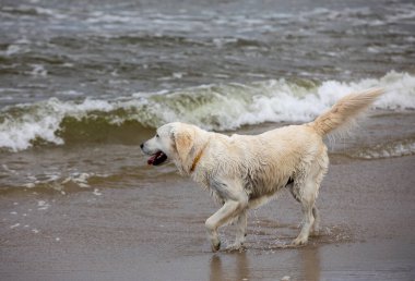 Golden Retriever sahilde suda oynuyor.