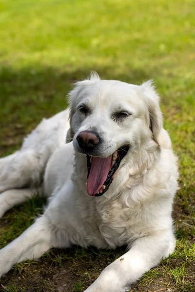 Hermoso Golden Retriever Sobre Hierba Verde Jardín —  Fotos de Stock