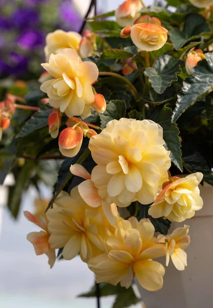 Velké Žluté Květy Begonie Květináči Letní Dekorativní Zahradě Sezónní Květiny — Stock fotografie