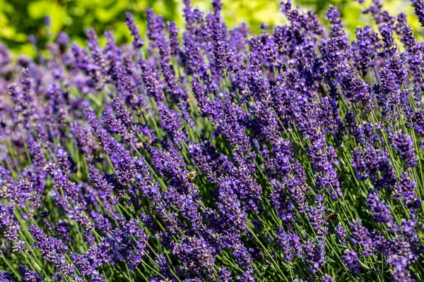 Bloeiende Lavendelbloemen Provence Nabij Sault Frankrijk — Stockfoto