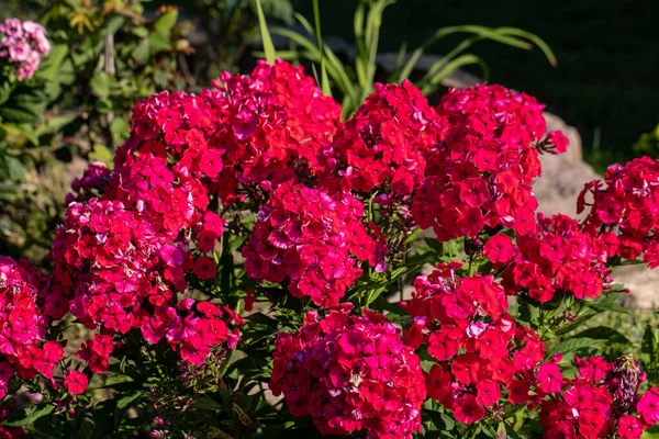 Floração Ramo Flox Vermelho Jardim — Fotografia de Stock