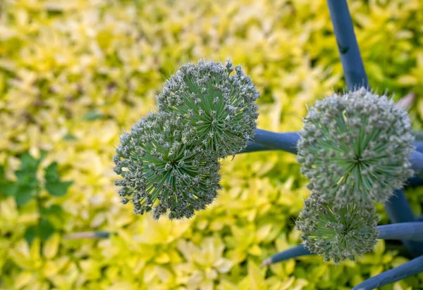 Vackra Vita Allium Cirkulär Glob Formade Blommor — Stockfoto