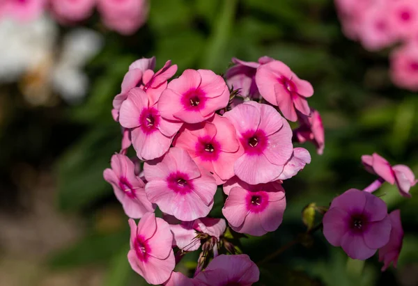 Blommande Gren Rosa Flox Trädgården — Stockfoto