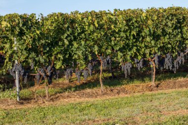 Saint Emilion bölgesindeki şarap hasadından önce şarap bahçesinde şarap sıraları üzerinde olgun kırmızı şarap üzümleri. Fransa