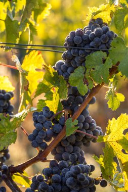 Üzüm bağındaki kırmızı merlot üzümlerini kapatın. Medoc, Gironde, Aquitaine. Fransa