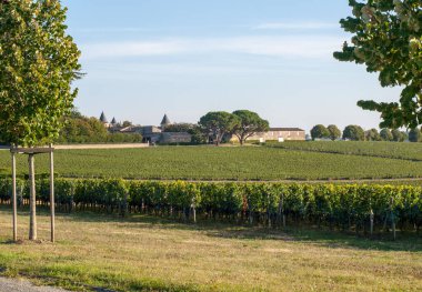 Saint Emilion bölgesindeki şarap hasadından önce şarap bahçesinde şarap sıraları üzerinde olgun kırmızı şarap üzümleri. Fransa