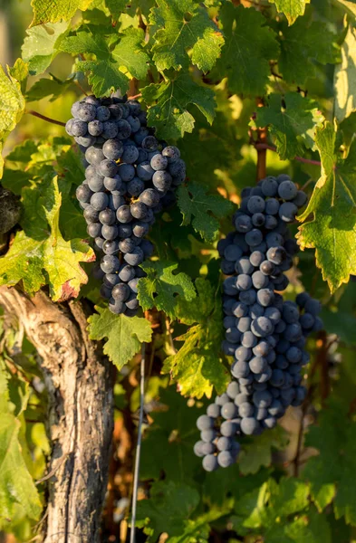 Primer Plano Uvas Rojas Merlot Viñedo Medoc Gironda Aquitania Francia — Foto de Stock