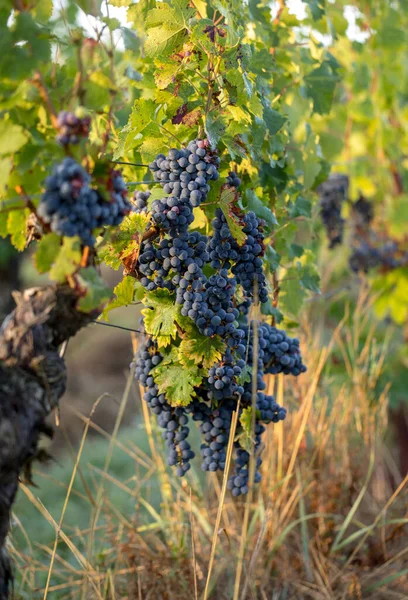 Close Red Merlot Grapes Vineyard Medoc Gironde Aquitaine France — Stock Photo, Image