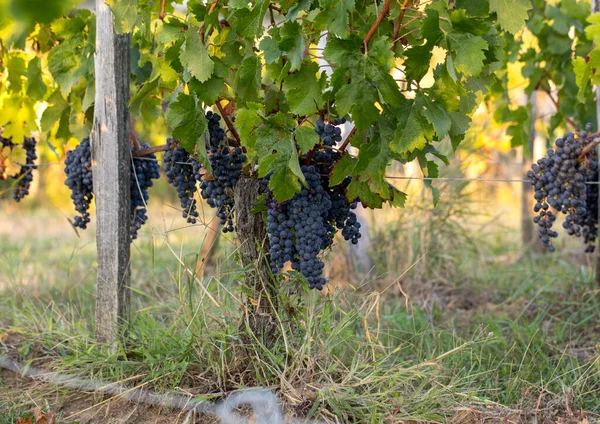 Close up of red merlot grapes in vineyard. St Emilion, Gironde, Aquitaine. France