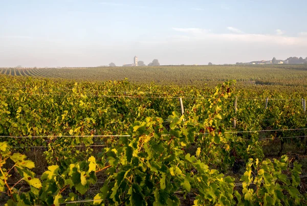 Morning light in the vineyards of Saint Georges de Montagne near Saint Emilion, Gironde, France