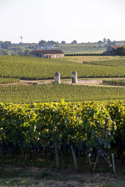 Uvas Rojas Maduras Hileras Vides Viñedo Antes Vendimia Región Saint — Foto de Stock