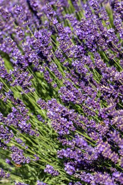  Fransa, Sault yakınlarındaki Provence 'de açan lavanta çiçekleri.