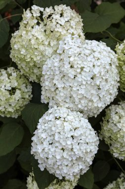  Bahçedeki güzel beyaz bir ortancaya yakın çekim