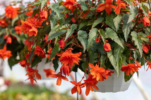 Close Begonia Illumination Orange Flowers — Stock Photo, Image