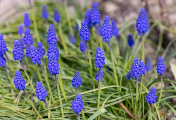 Grape Hyacinth Muscari Armeniacum Blommande Tidigt Våren — Stockfoto