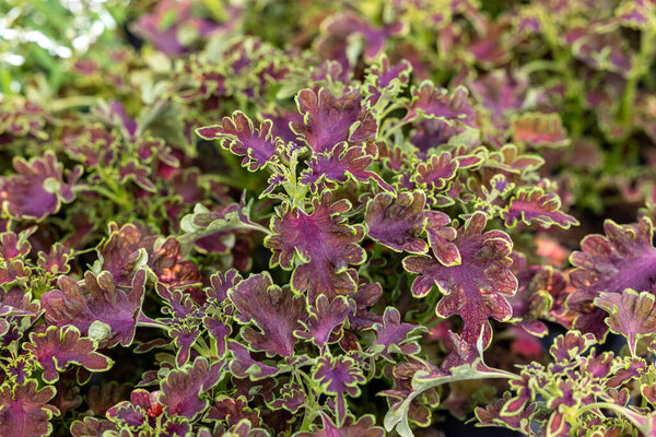 Floral carpet of red and green leaves of the coleus. Nature scene with decorative leaf garden plants. 